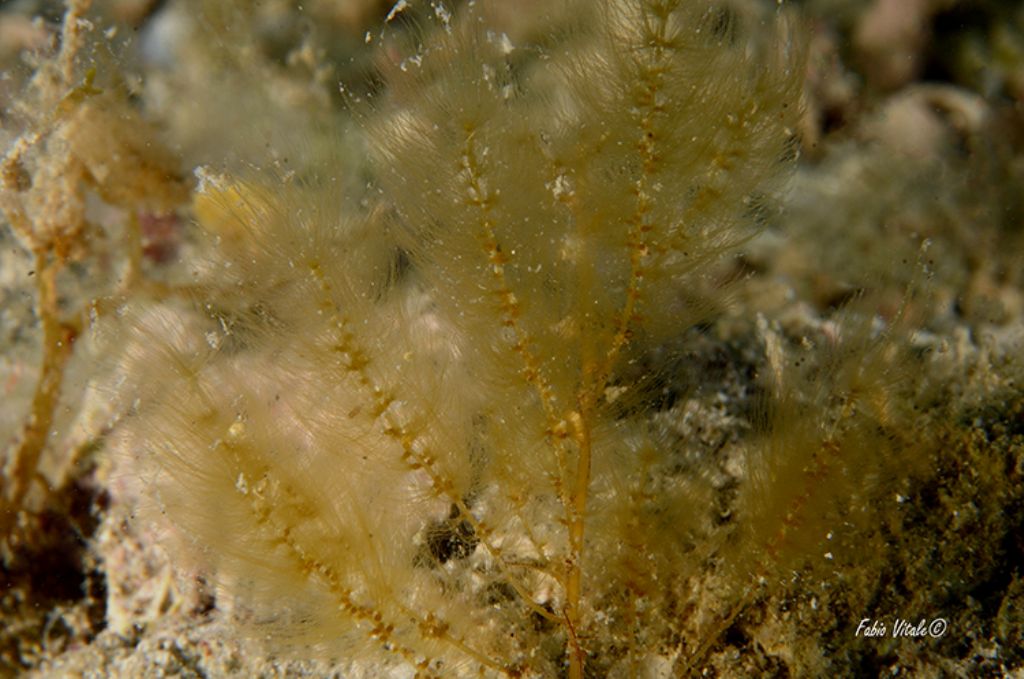 Alga rossa: Wrangelia penicillata?